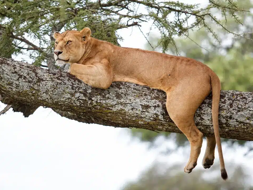 Une lionne se reposant sur une branche d'arbre tout en guettant son environnement