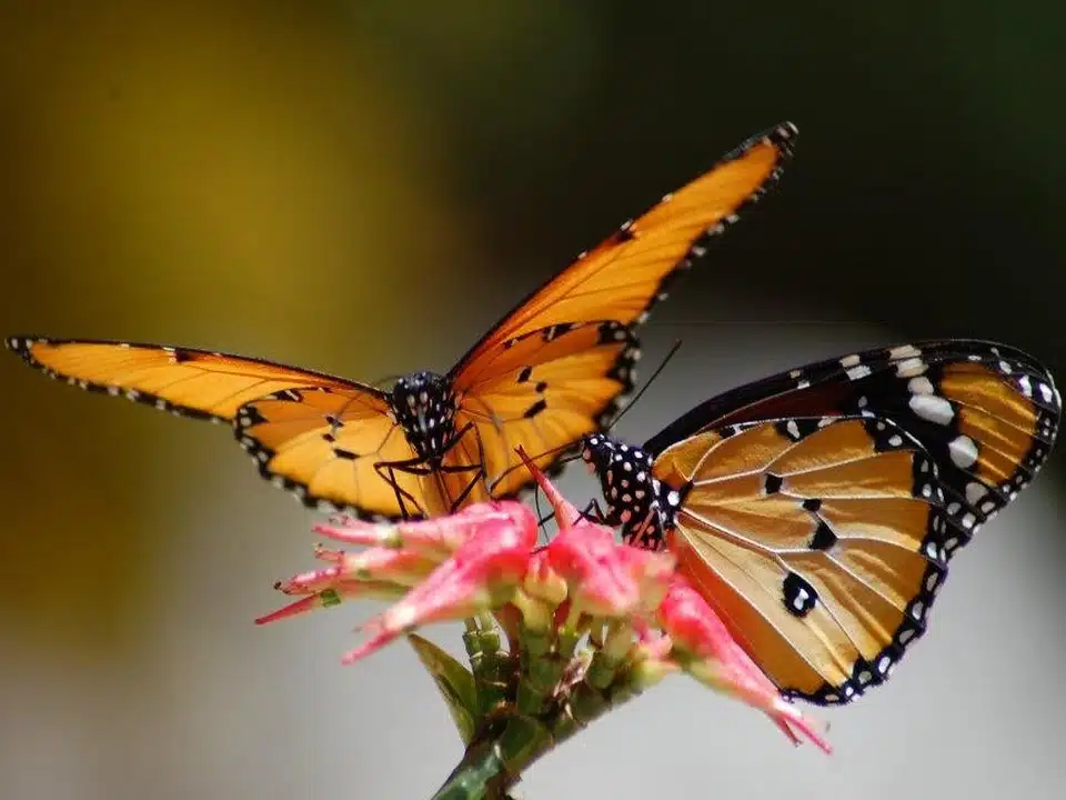 Deux papillons occupés à butiner sur une fleur dans une ferme d'élevage à Zanzibar
