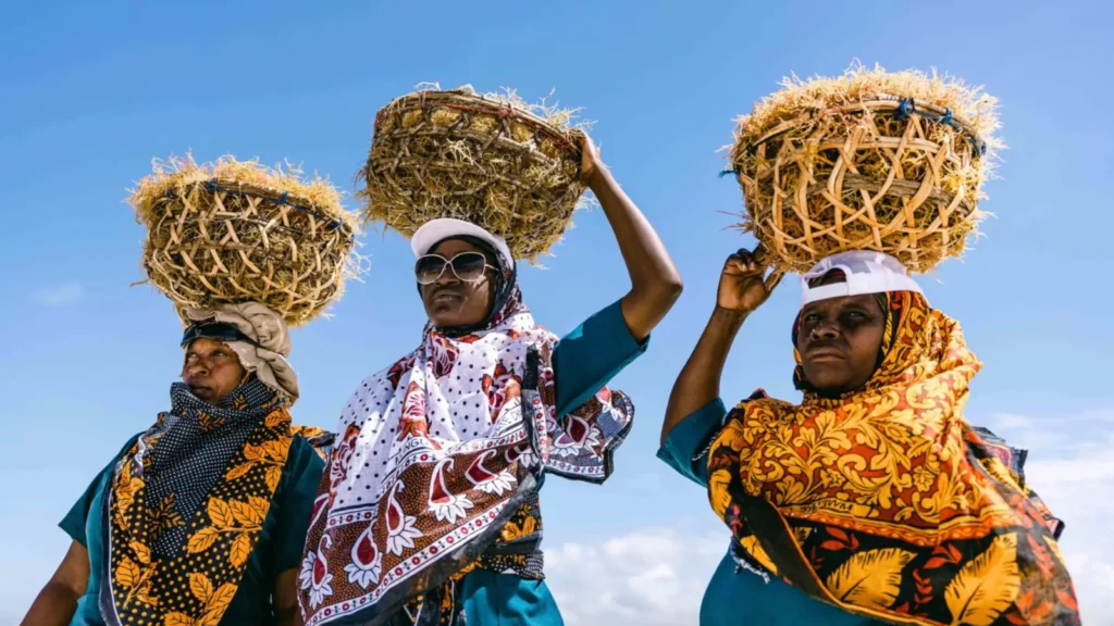 Femmes zanzibarites cultivant les algues, tradition locale et rencontres à Zanzibar