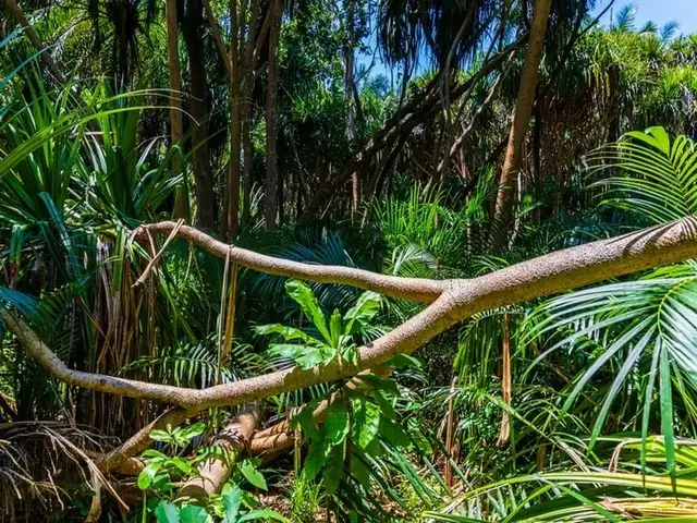 Forêt de Jozani Zanzibar végétation tropicale et mangrove