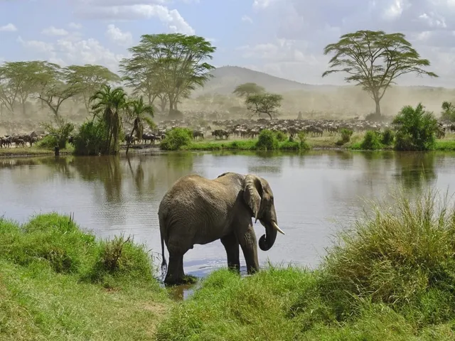 Safari Mikumi Tanzanie éléphant savane parc national